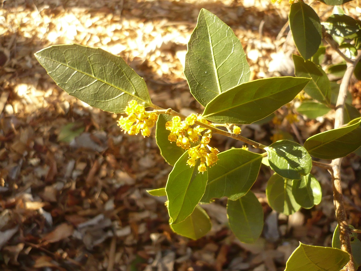 Rhamnus alaternus subsp. alaternus (Rhamnaceae)